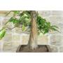 7 - Bonsai di Castagno (73)
