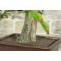 8 - Bonsai di Castagno (73)