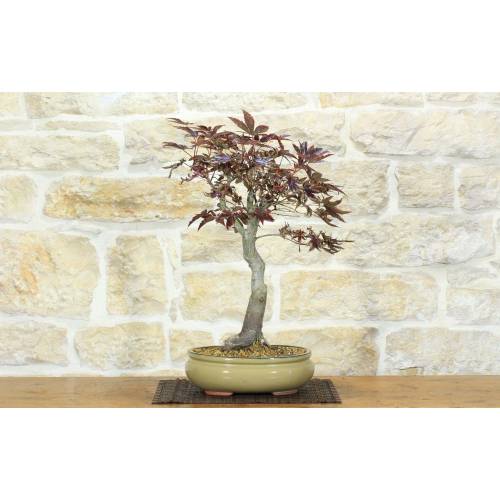 1 - Atropurpureum Bergahorn Bonsai (8)