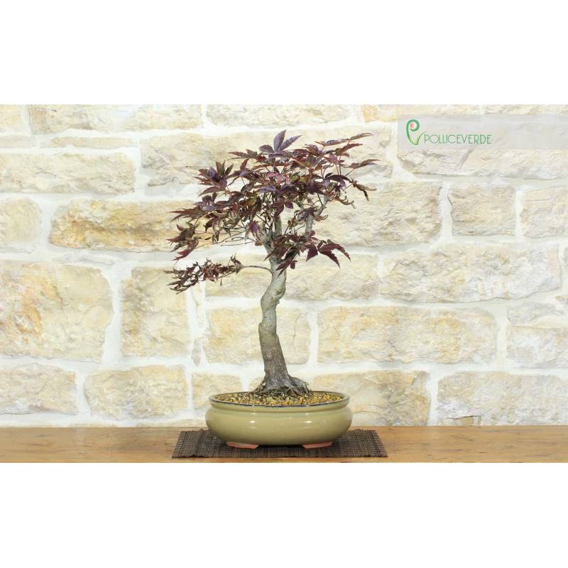 Atropurpureum Palmate Maple Bonsai (8) | 300.00 | Pollice Verde