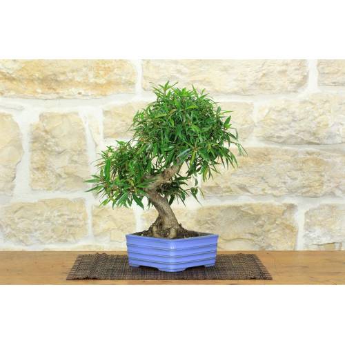 1 - Bonsai di Ficus Neriifolia (10)