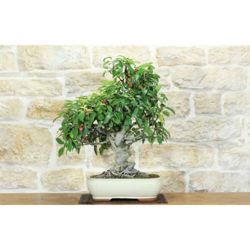 1 - Bonsai di Melo selvatico (142)