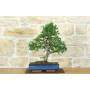 1 - Bonsai di Olmo Cinese (155)
