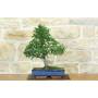 3 - Bonsai di Olmo Cinese (155)
