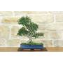 1 - Bonsai di Olmo Cinese (156)