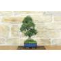 2 - Bonsai di Olmo Cinese (156)