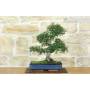 3 - Bonsai di Olmo Cinese (156)