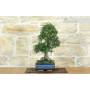 4 - Bonsai di Olmo Cinese (156)
