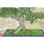 5 - Bonsai di Olmo Cinese (156)