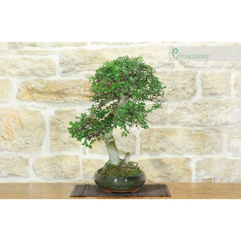 Chinesische Ulme Bonsai (157) | 200,00  | Pollice Verde