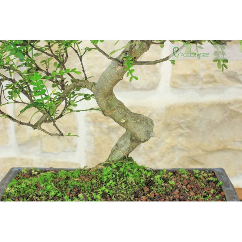 Japanischer Paprika-Bonsai (92) | 95,00  | Pollice Verde