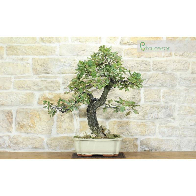Bonsai di Quercia Roverella (56) | 950,00  | Pollice Verde