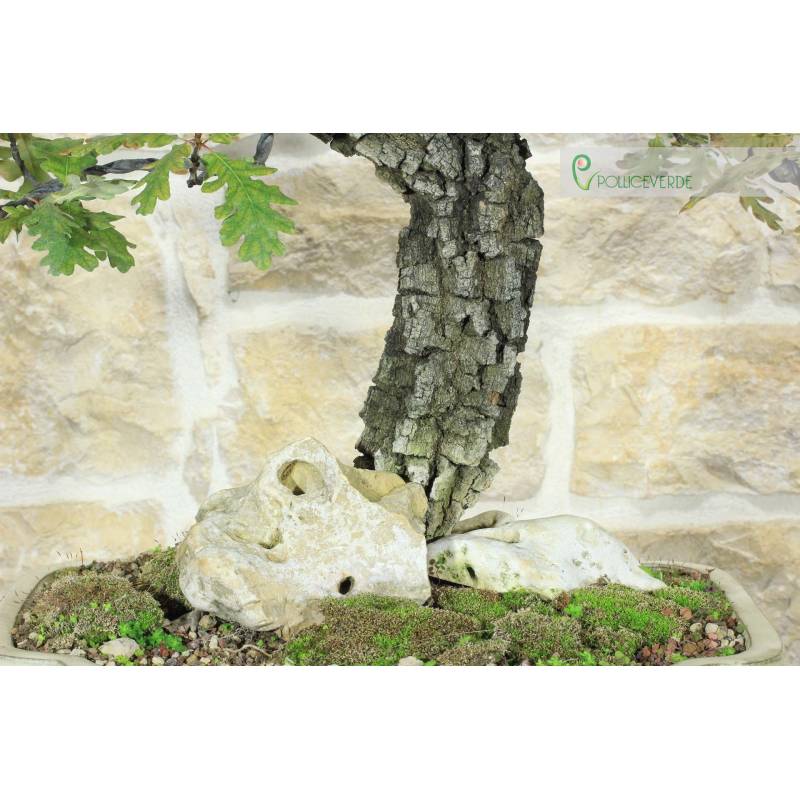 Bonsai di Quercia Roverella (56) | 950,00  | Pollice Verde