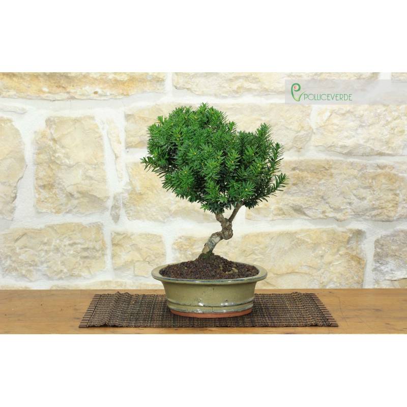 geigenfeige hochstamm kaufen Geigenfeige (Ficus lyrata) kaufen main image 0