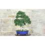 3 - Bonsaï Zelkova Parvifolia (80)