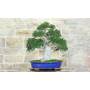 4 - Bonsaï Zelkova Parvifolia (80)