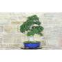 5 - Bonsaï Zelkova Parvifolia (80)