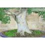 6 - Bonsaï Zelkova Parvifolia (80)