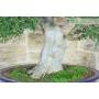 7 - Bonsaï Zelkova Parvifolia (80)
