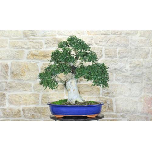 Bonsaï Zelkova Parvifolia (80)