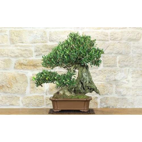 Olive Bonsai (126)