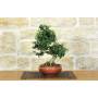 1 - Bonsai di Olivastro (279)