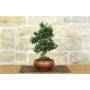 2 - Bonsai di Olivastro (279)