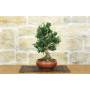4 - Bonsai di Olivastro (279)