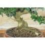 6 - Bonsai di Olivastro (279)