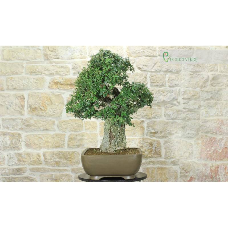 lego bonsai tree light kit LED Light Kit (Green) Compatible with LEGO Bonsai Tree 10281 main image 1