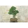 2 - Bonsai di Quercia da Sughero (50)
