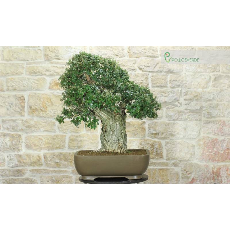 Bonsai di Quercia da Sughero (50) | 3.300,00  | Pollice Verde