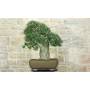 3 - Bonsai di Quercia da Sughero (50)