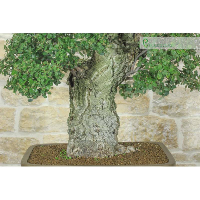Korkeiche Bonsai (50) | 3.300,00  | Pollice Verde