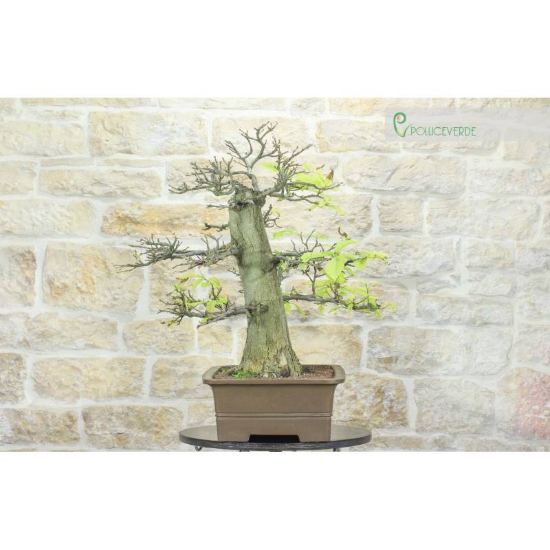 Kastanie Yamadori Bonsai (3) | 1.400,00  | Pollice Verde