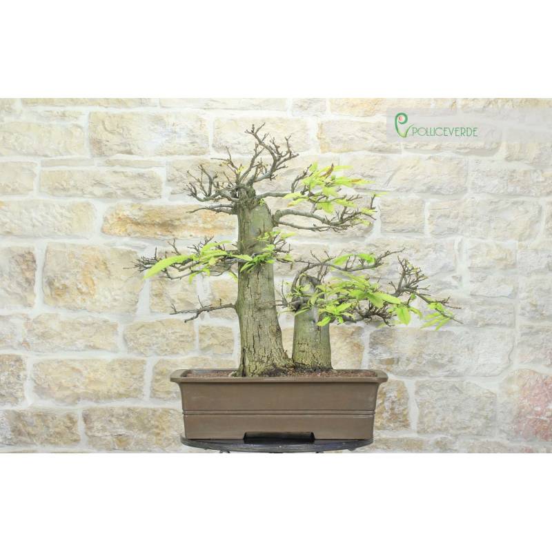 Kastanie Yamadori Bonsai (3) | 1.400,00  | Pollice Verde