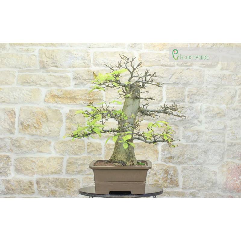 Kastanie Yamadori Bonsai (3) | 1.400,00  | Pollice Verde