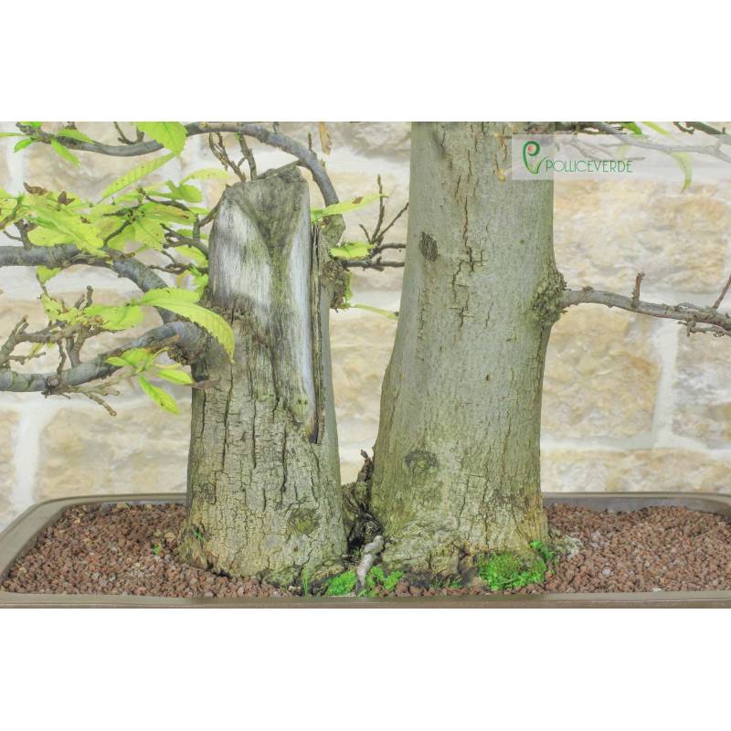 salix arbuscula bonsai Bonsai Globe Willow Tree Cutting - Large Thick Trunk