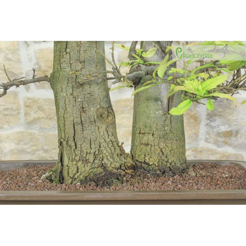 bonsai hoodie Bonsai Hoodie Ecru