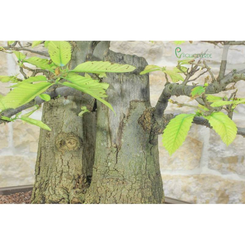 Kastanie Yamadori Bonsai (3) | 1.400,00  | Pollice Verde