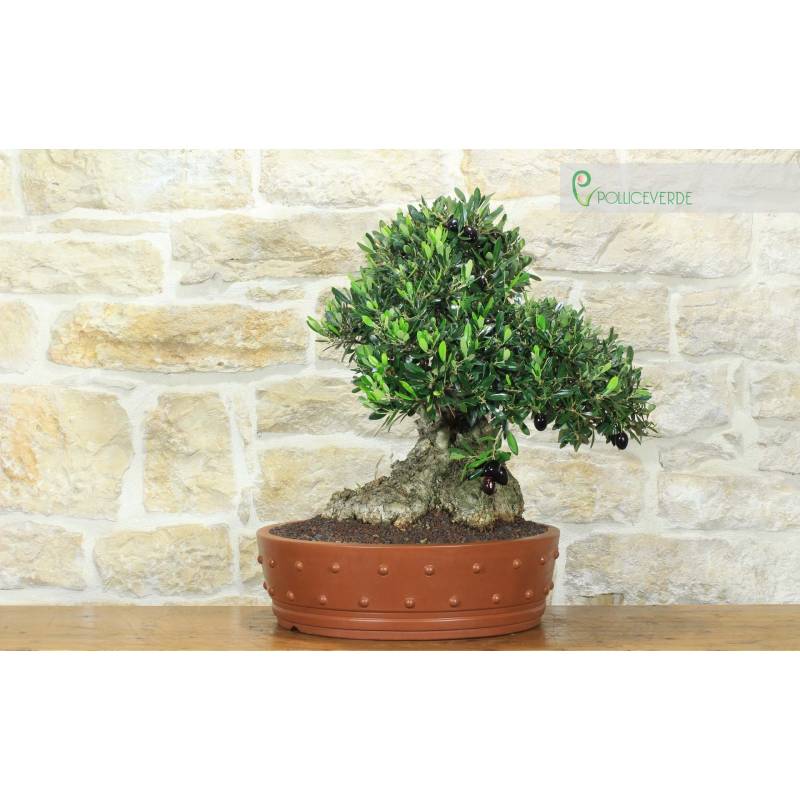 dracaena warneckii pflege Dracaena Warneckii, Lemon Lime Dragon Tree