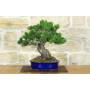 1 - Bonsai di Pino Pentaphylla (62)