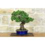 2 - Bonsai di Pino Pentaphylla (62)