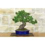 3 - Bonsai di Pino Pentaphylla (62)