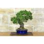 4 - Bonsai di Pino Pentaphylla (62)