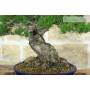 5 - Bonsai di Pino Pentaphylla (62)