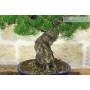 6 - Bonsai di Pino Pentaphylla (62)