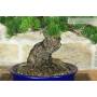 7 - Bonsai di Pino Pentaphylla (62)