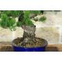 8 - Bonsai di Pino Pentaphylla (62)