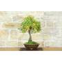 3 - Eiche Eiche Bonsai (46)